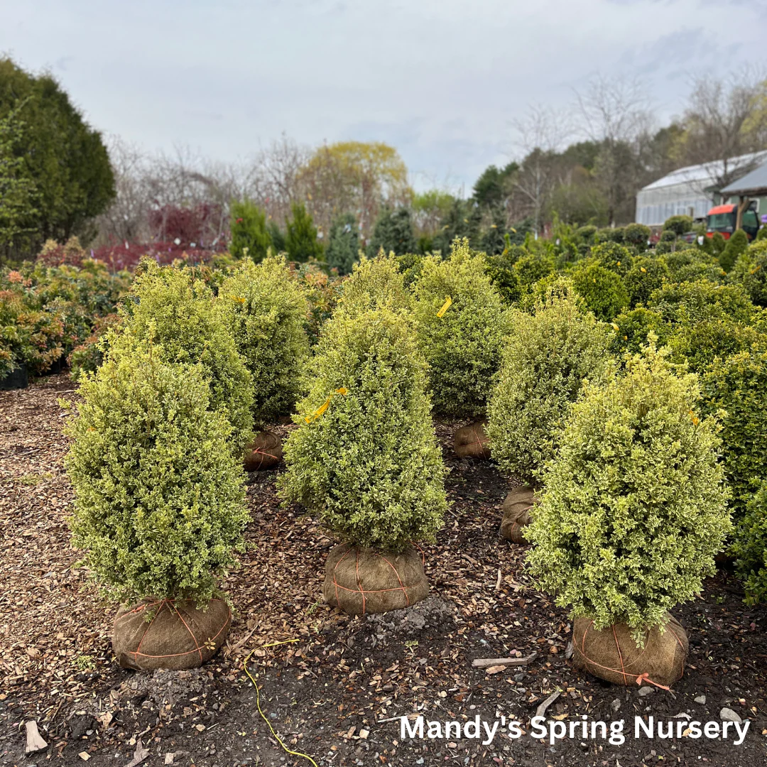 Variegated Boxwood | Buxus variegata - Image 5