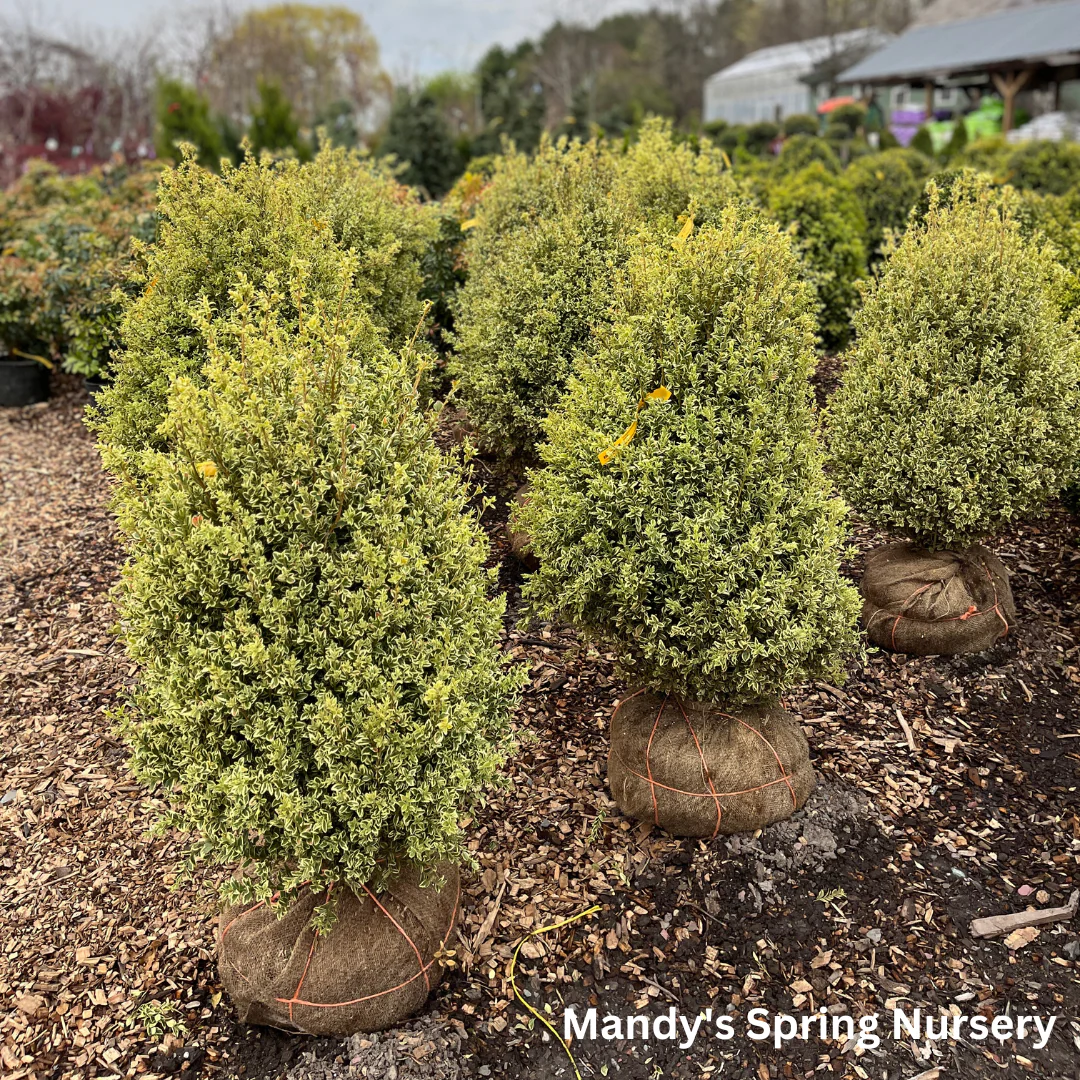 Variegated Boxwood | Buxus variegata - Image 6