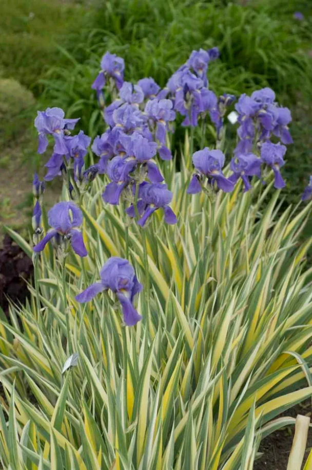 Variegated Yellow Sweet Iris | Iris pallida 'Varieagata Aurea' - Image 3