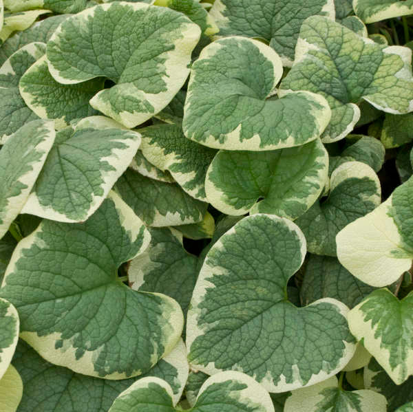 Varigated Siberian Bugloss | Brunnera macrophylla