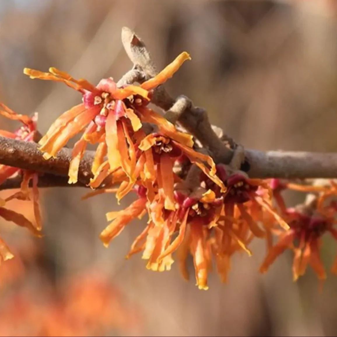 Ozark Witch Hazel | Hamamelis vernalis - Image 3