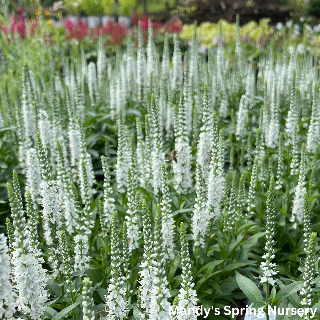 White Wands Spike Speedwell | Veronica - Image 2