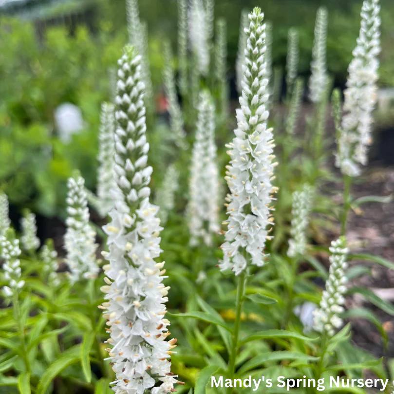 White Wands Spike Speedwell | Veronica - Image 3