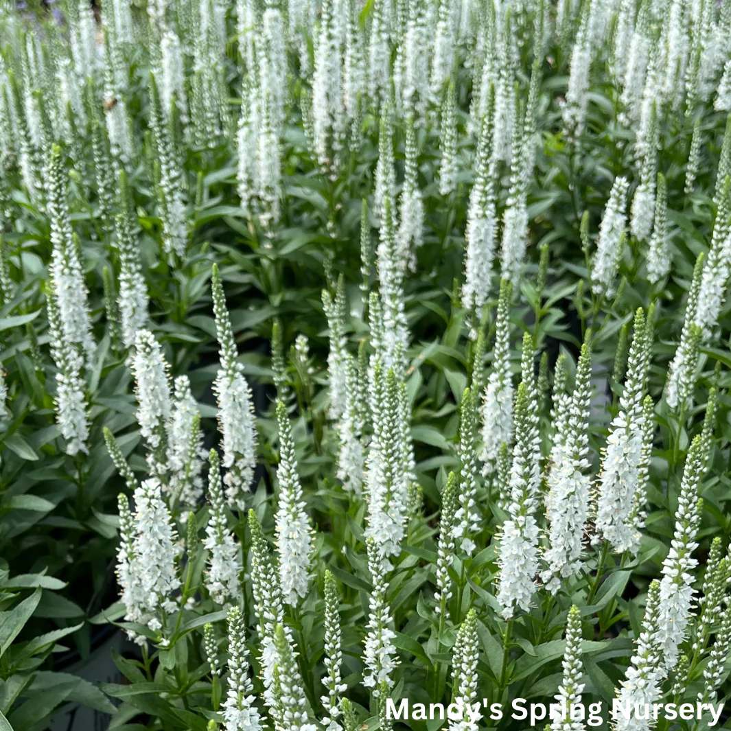 White Wands Spike Speedwell | Veronica - Image 4