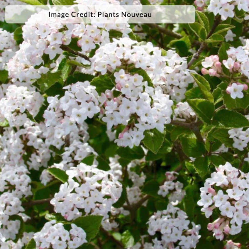 Sugar n' Spice® Korean Viburnum | Viburnum carlesii - Image 2