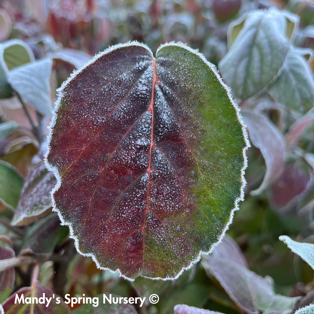 Sugar n' Spice® Korean Viburnum | Viburnum carlesii - Image 3