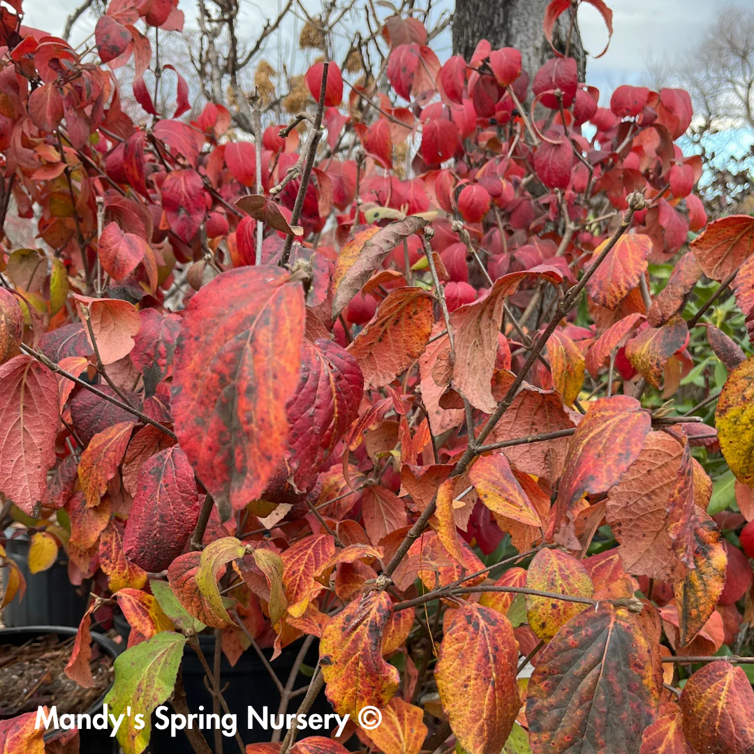 Sugar n' Spice® Korean Viburnum | Viburnum carlesii - Image 4