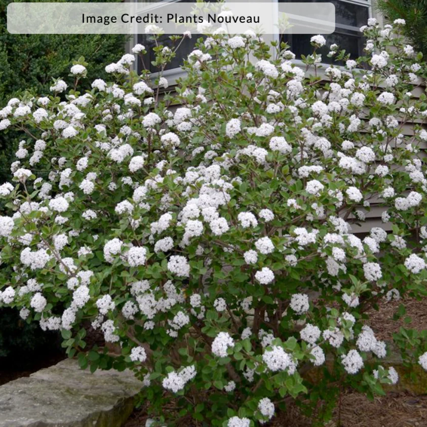Sugar n' Spice® Korean Viburnum | Viburnum carlesii - Image 5
