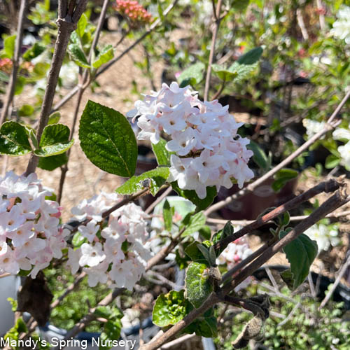 Sugar n' Spice® Korean Viburnum | Viburnum carlesii - Image 6