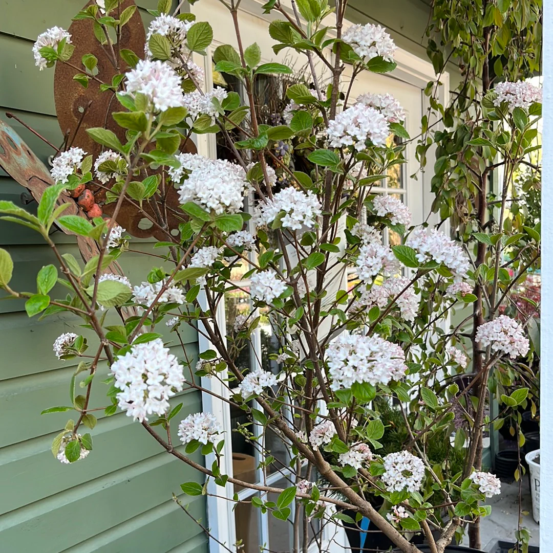Sugar n' Spice® Korean Viburnum | Viburnum carlesii - Image 7