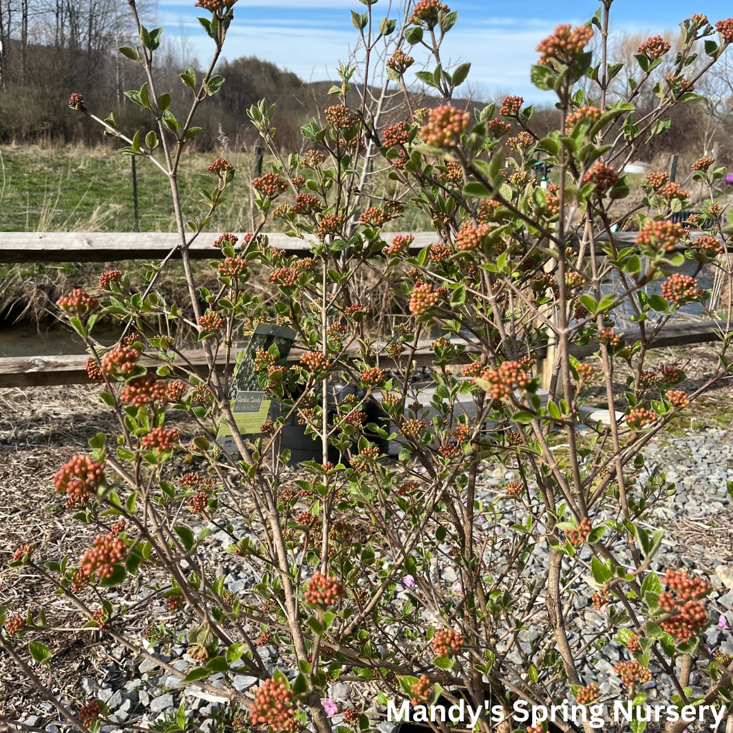 Sugar n' Spice® Korean Viburnum | Viburnum carlesii - Image 8