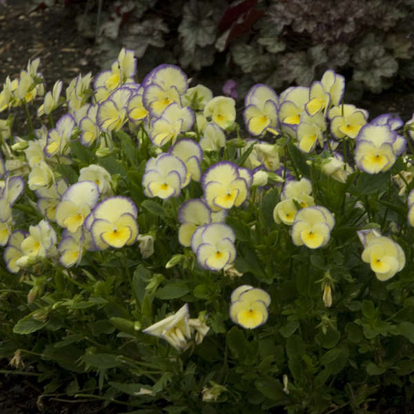 'Etain' Viola - Image 2