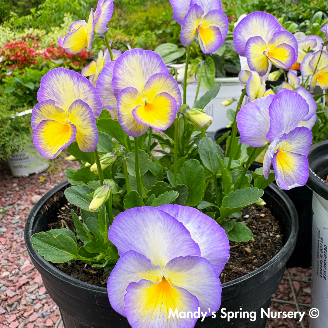 'Etain' Viola - Image 3