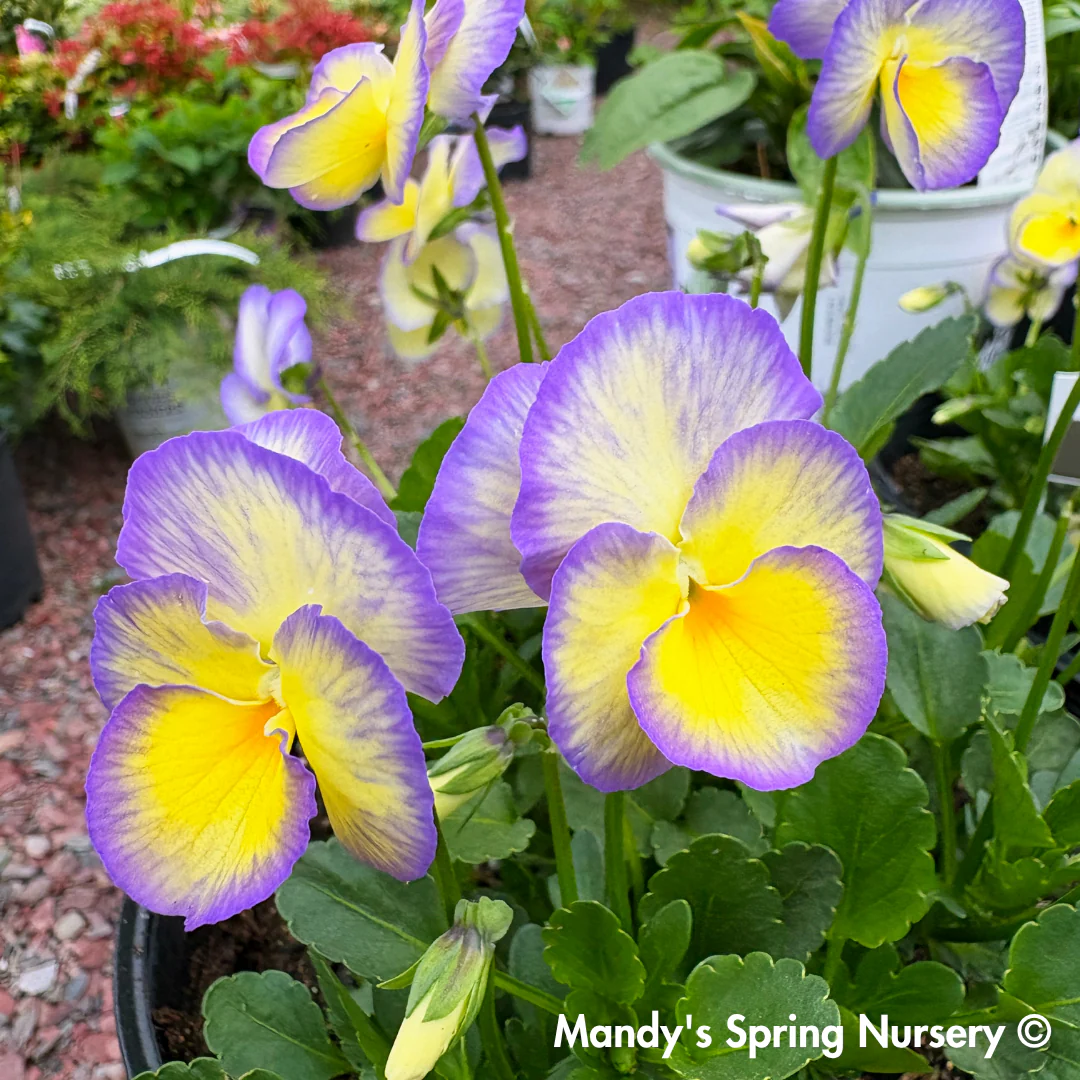 'Etain' Viola - Image 4