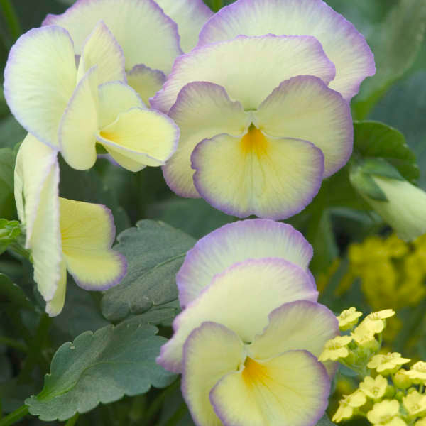 'Etain' Viola - Image 5