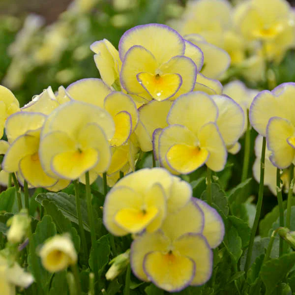 'Etain' Viola - Image 6