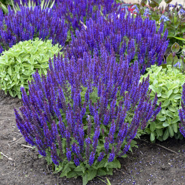 'Violet Profusion' Salvia | Salvia nemorosa - Image 7