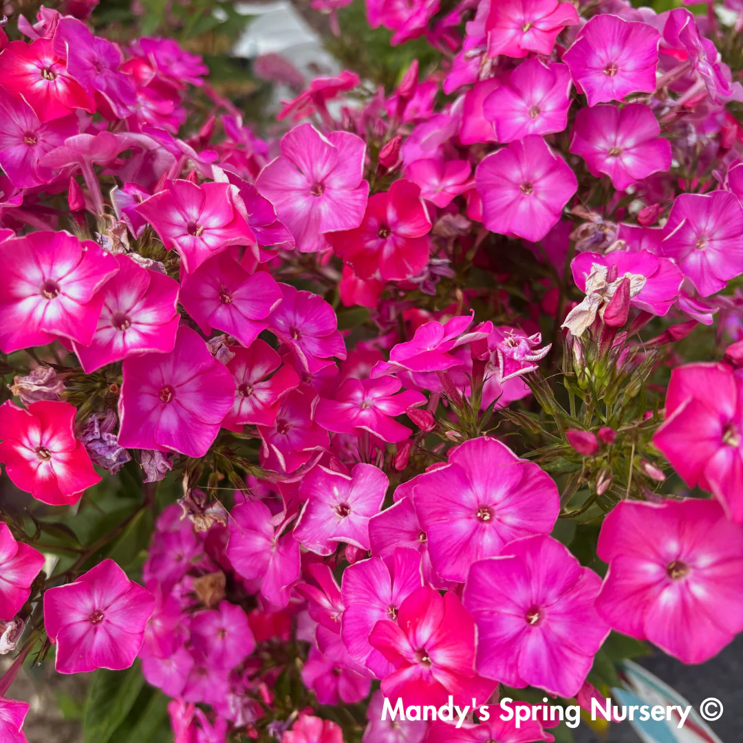 'Volcano Pink with White Eyes' Garden Phlox | Phlox paniculata - Image 2