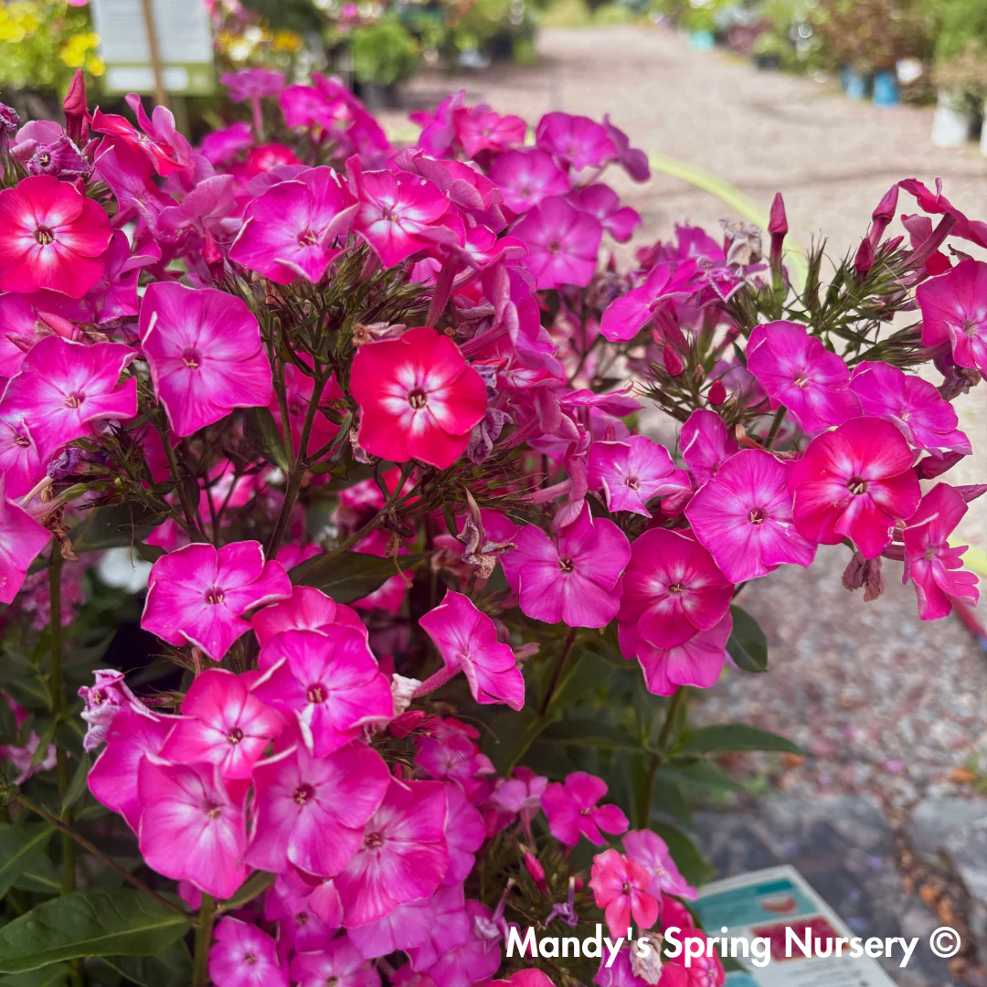 'Volcano Pink with White Eyes' Garden Phlox | Phlox paniculata - Image 3
