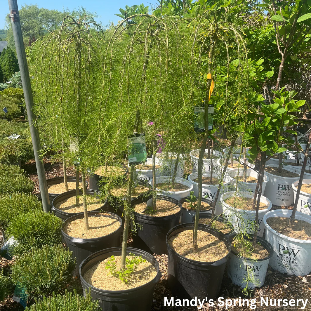 Walker Weeping Peashrub Tree Std. | Caragana arborescens - Image 2