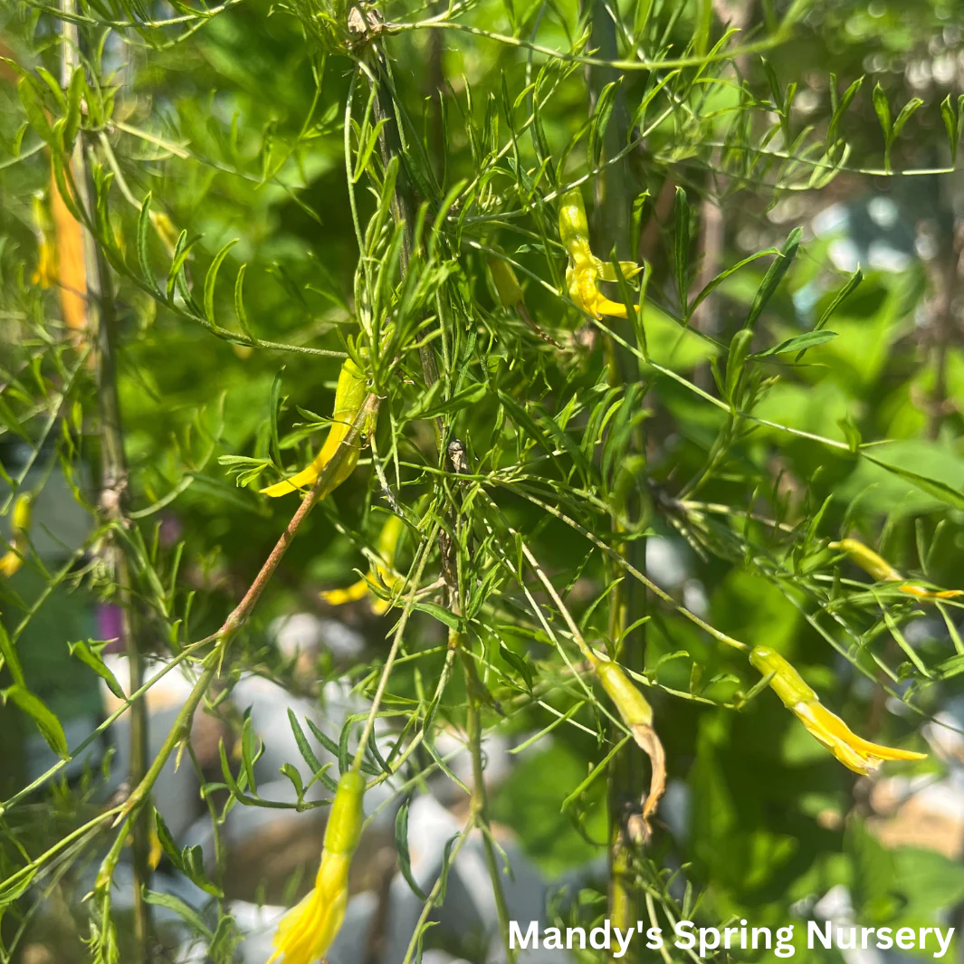 Walker Weeping Peashrub Tree Std. | Caragana arborescens - Image 3