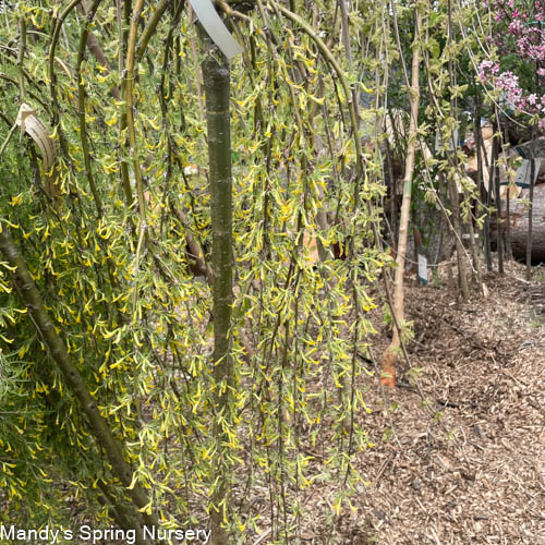 Walker Weeping Peashrub Tree Std. | Caragana arborescens - Image 4