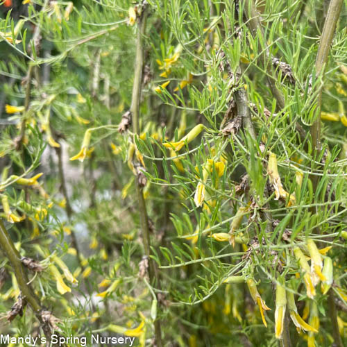 Walker Weeping Peashrub Tree Std. | Caragana arborescens - Image 5