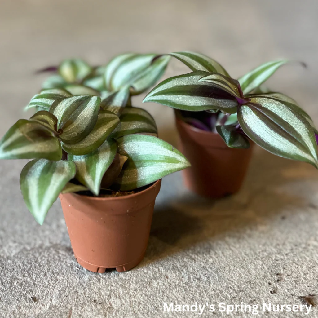 'Purple Wandering' | Tradescantia - Image 2