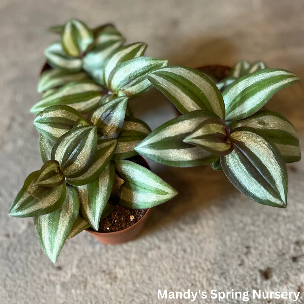 'Purple Wandering' | Tradescantia - Image 3