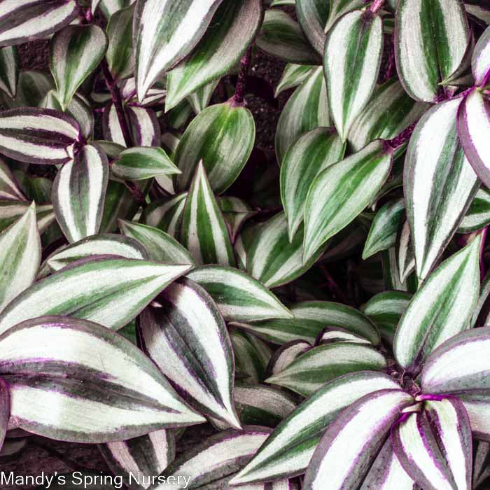 'Purple Wandering' | Tradescantia - Image 4