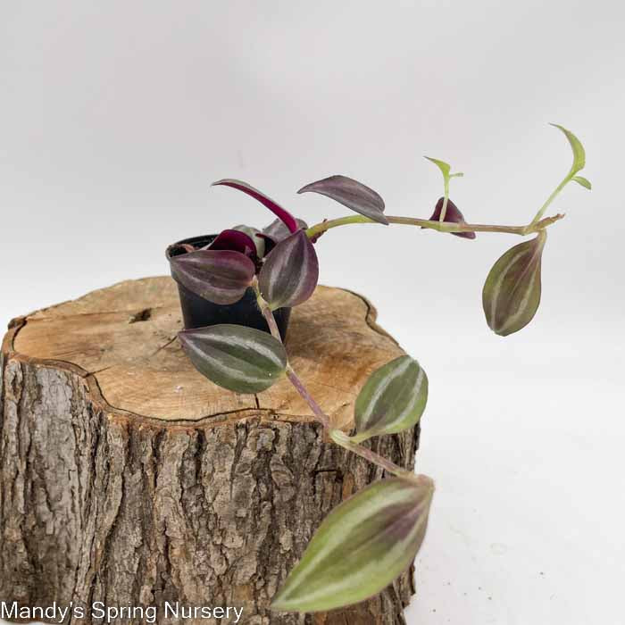 'Purple Wandering' | Tradescantia - Image 5