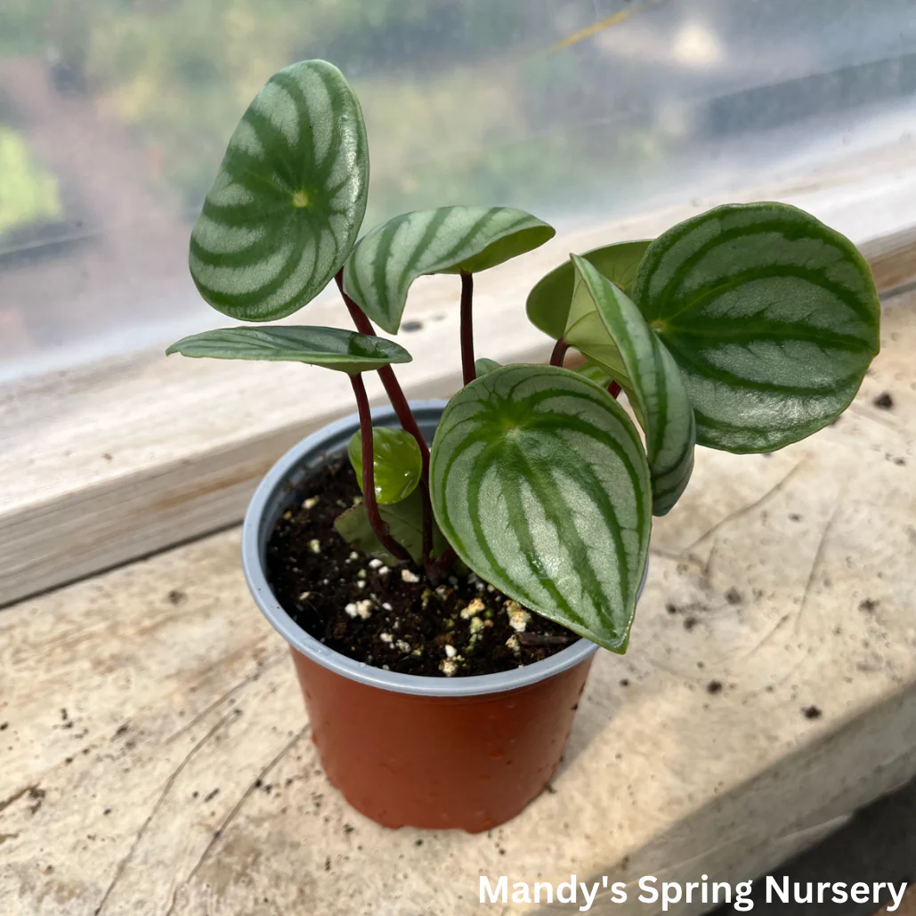 Watermelon Peperomia | Peperomia argyreia - Image 2