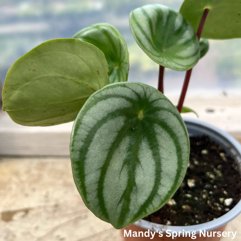 Watermelon Peperomia | Peperomia argyreia - Image 5