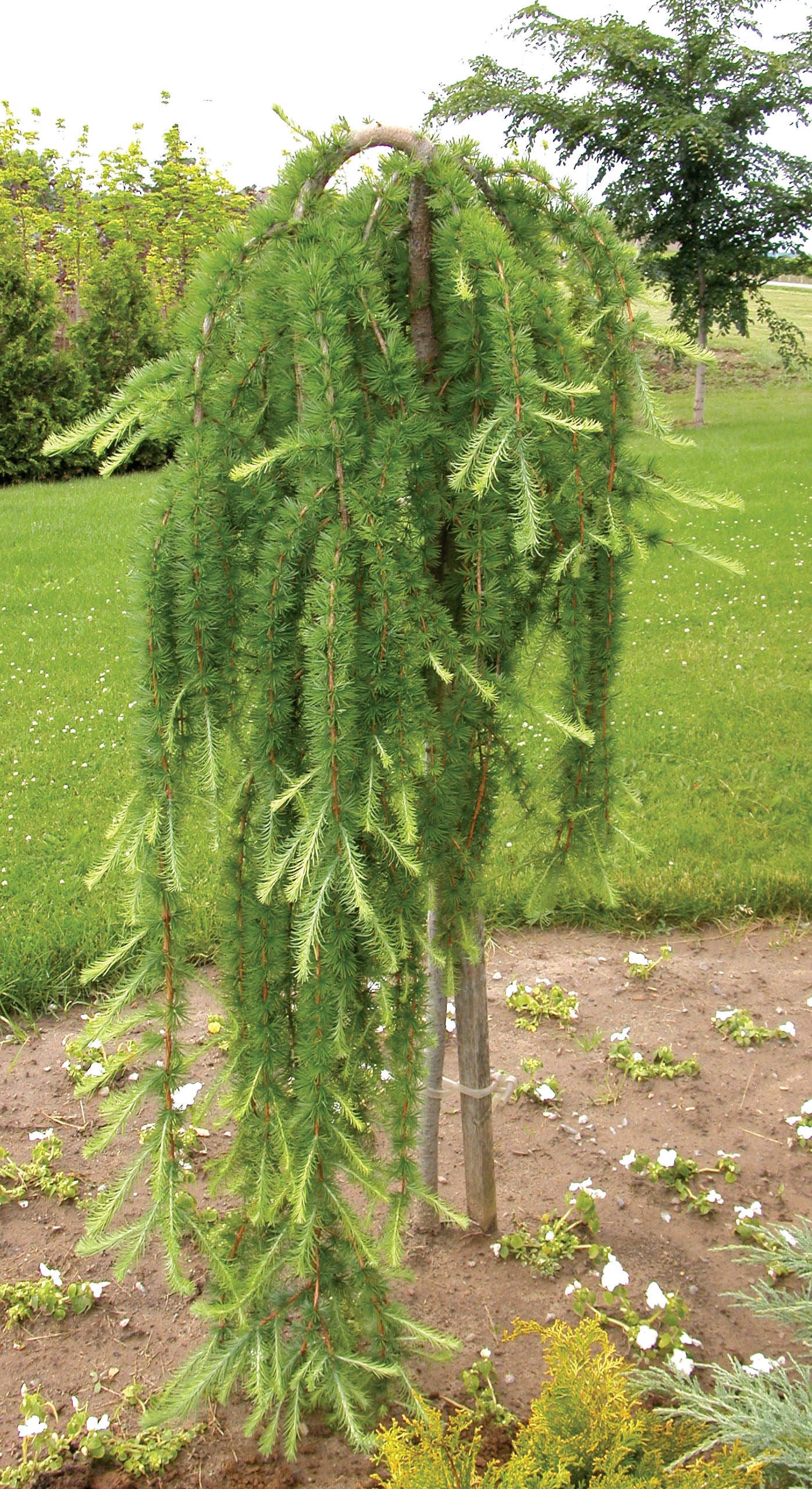 Weeping Larch | Larix decidua 'Pendula' - Image 2