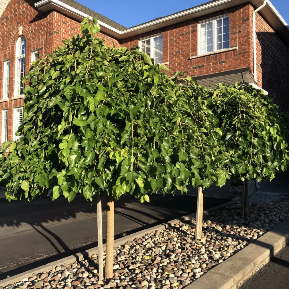 Weeping Mulberry Tree (Black Mulberry - Fruit Producing) - Image 2
