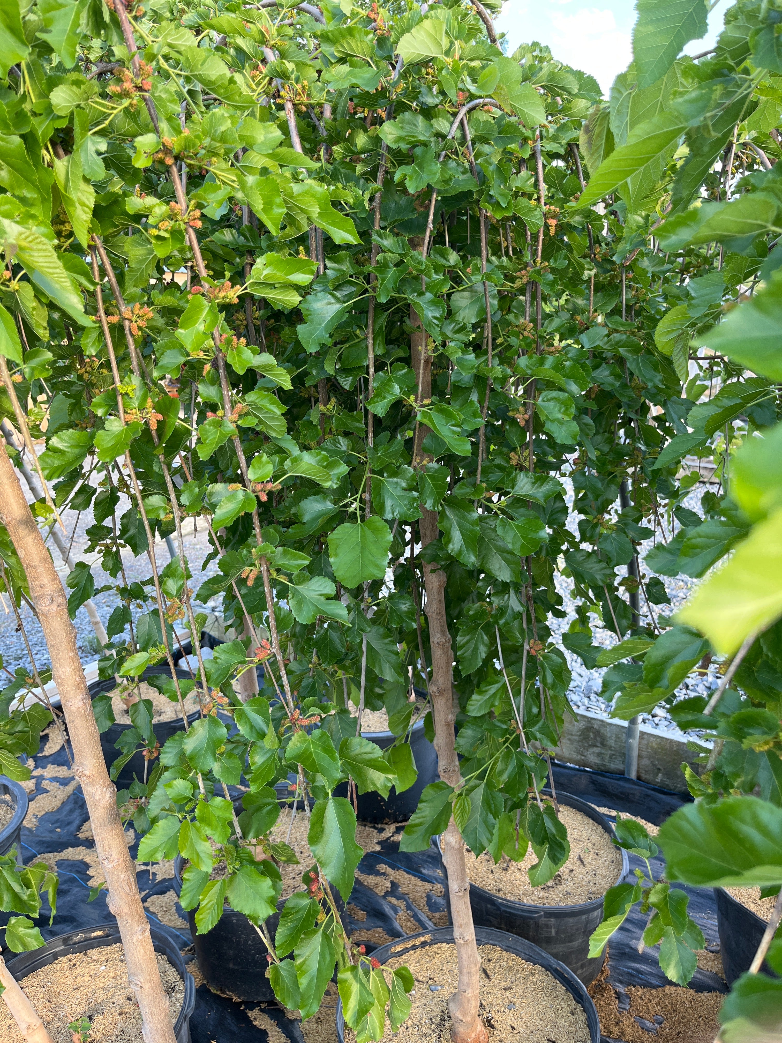 Weeping Mulberry Tree (Black Mulberry - Fruit Producing) - Image 3