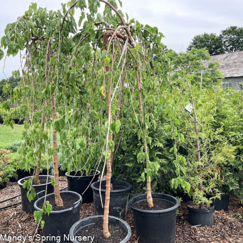 Weeping Chaparral Mulberry Std. | Weeping Mulberry 'Murier pleureur' - Image 2