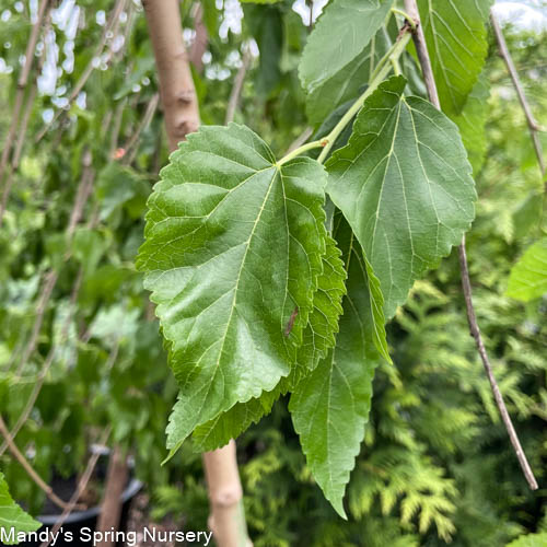 Weeping Chaparral Mulberry Std. | Weeping Mulberry 'Murier pleureur' - Image 3