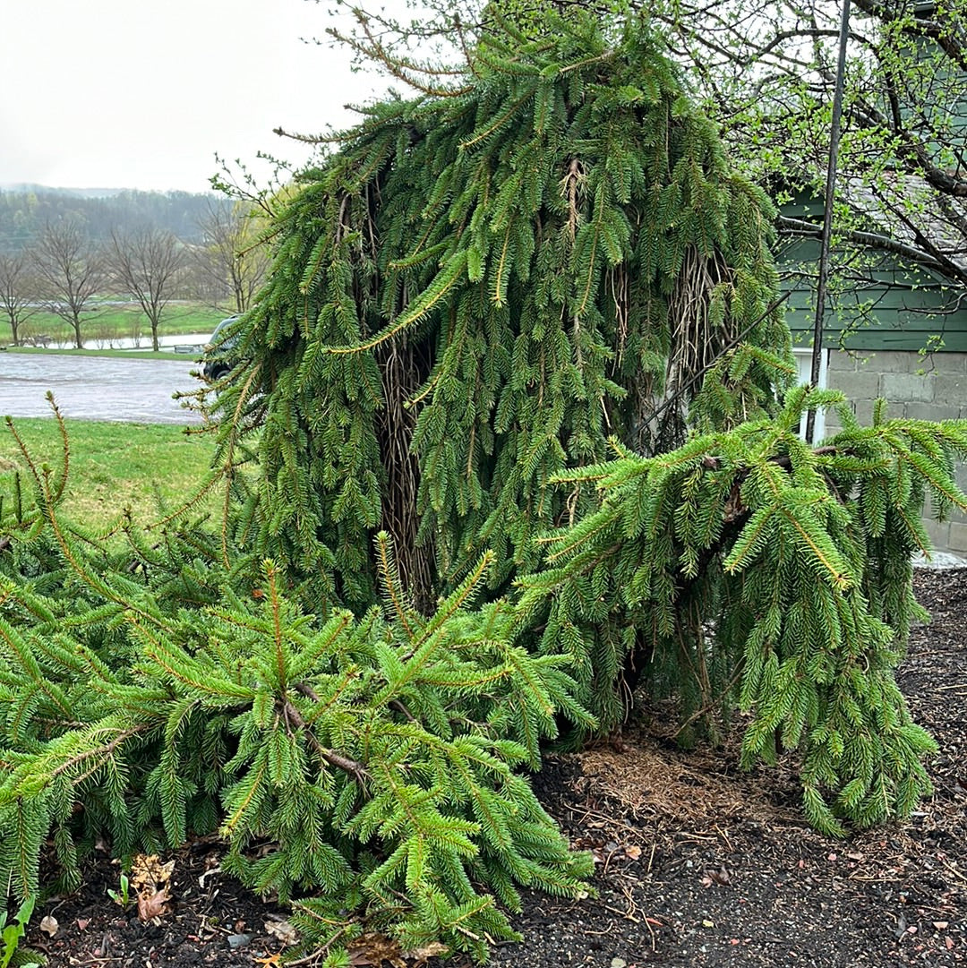 Weeping Norway Spruce | Picea abies pendula - Image 2