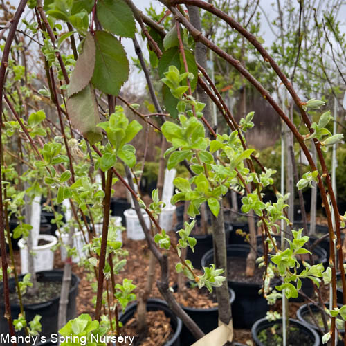Weeping Pussy Willow | Salix caprea 'Pendula' - Image 3