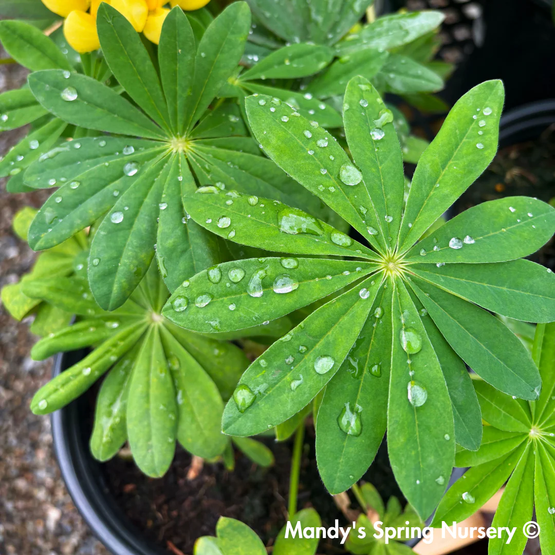 Westcountry™ 'Desert Sun' Lupine | Lupinus polyphyllus - Image 2