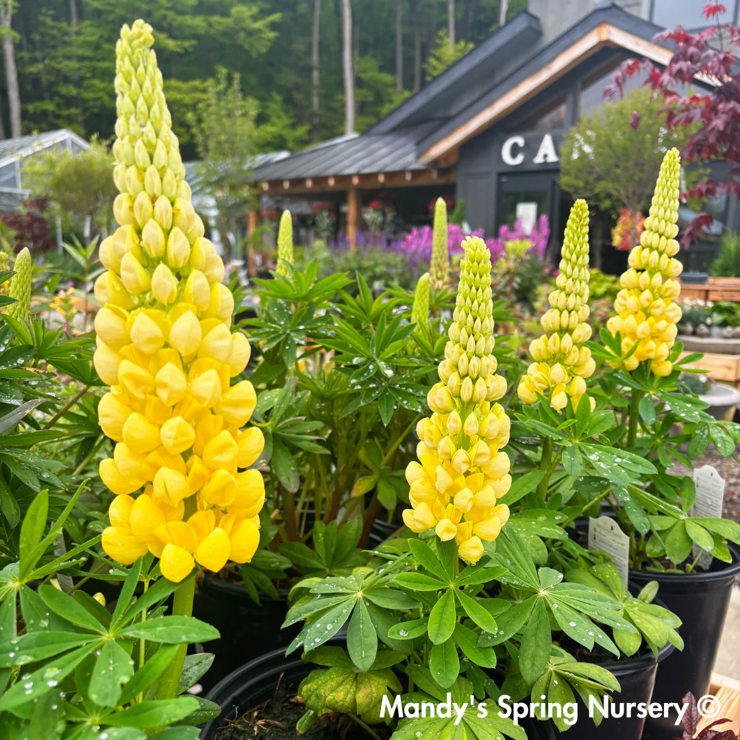Westcountry™ 'Desert Sun' Lupine | Lupinus polyphyllus - Image 4