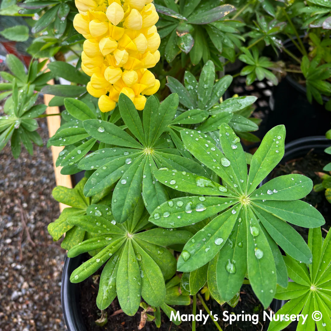 Westcountry™ 'Desert Sun' Lupine | Lupinus polyphyllus - Image 5