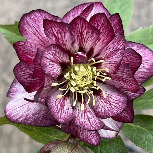 'Whirlwind Romance' Lenten Rose | Hellebore - Image 2