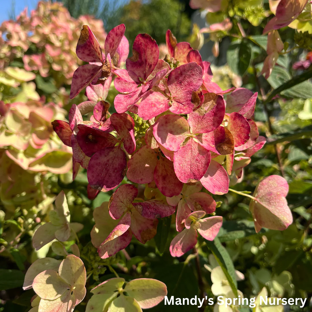 White Diamonds Hydrangea | Hydrangea paniculata - Image 2