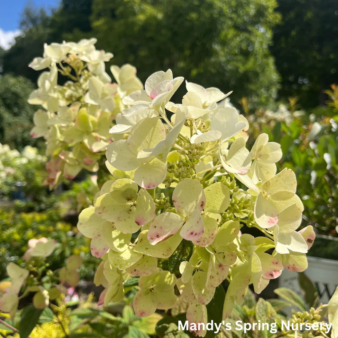White Diamonds Hydrangea | Hydrangea paniculata - Image 3