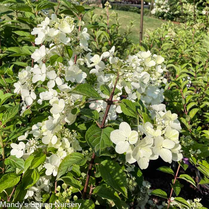 White Diamonds Hydrangea | Hydrangea paniculata - Image 6