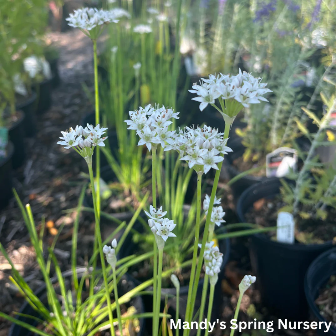 White Garlic Chives | Allium tuberosum - Image 4