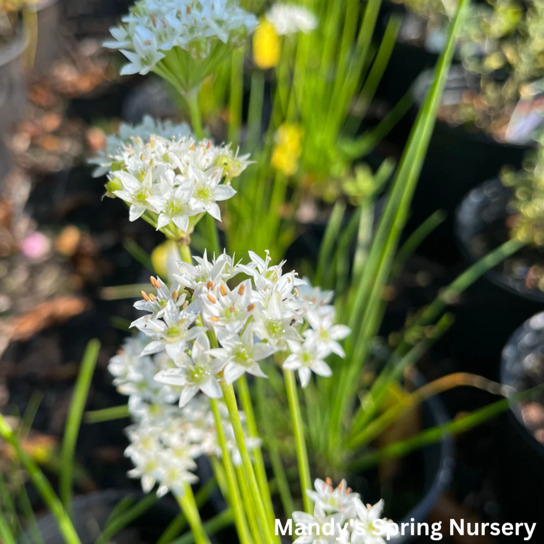 White Garlic Chives | Allium tuberosum - Image 5