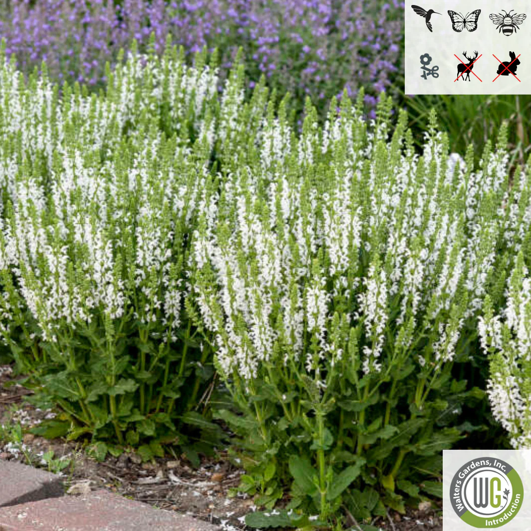 'White Profusion' Salvia | Salvia nemorosa - Image 2